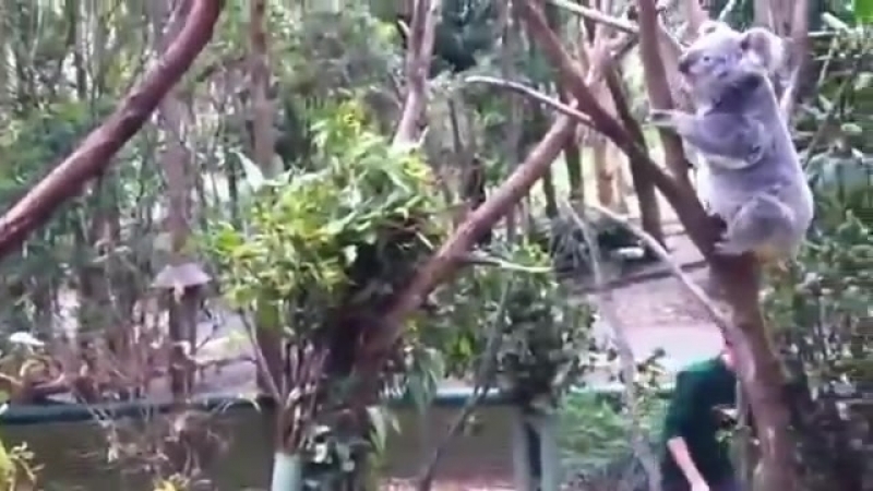Коала помогает своему испуганому детенышу