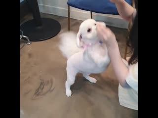 [video] 200219 vivi @ fluffy petstylist instagram update