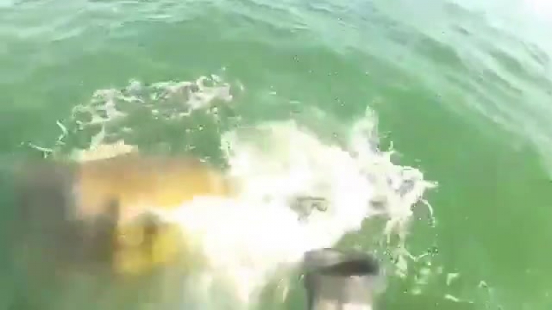 Гигантский морской окунь проглотил акулу целиком