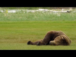 Дикая природа аляски