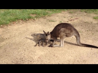 Kangaroo tries saying sorry to cat storyful, cute storyful55