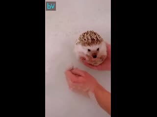 Ежик принимает ванну