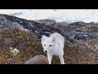 Vicious porn by a young wild white arctic fox camera barely makes it out in one piece