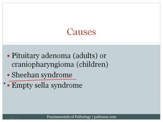 15 1+2 anterior pituitary gland