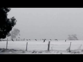 When snows in australia you can get to see kangaroos hopping in the snow