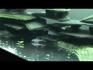 Zebra pleco l46 l046 (720p) mp4