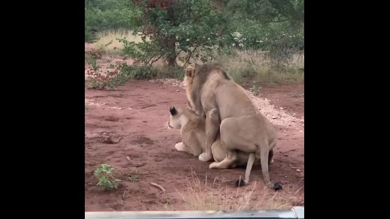 А вы знаете что львы спариваются в день до 100 раз