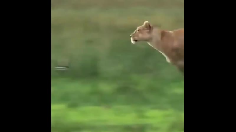 Львица охотится на зебру 😱