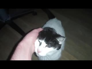 When you're a granny cat (age 20), unaware of the concept of time due to blindness, but you have awoken in need of a head pat, s