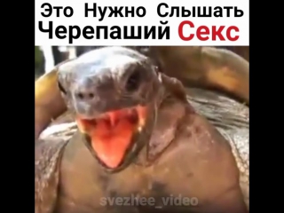 Черепаший секс!!! это нужно просто слышать🤣🤣🤣
