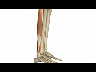 Muscles of the leg part 2 anterior and lateral compartments anatomy tutorial