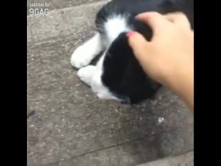 Когда погладил чужую кошку (vhs video)