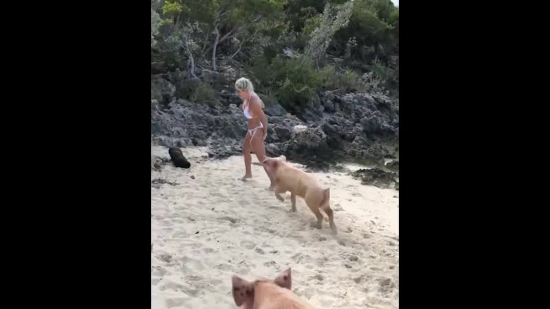 Громадная свиноматка кусает за попу мишель левин