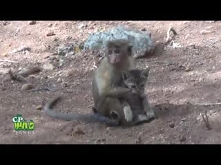[obezyanki martyshki igrunki] baby monkey & cat !