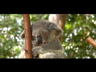 Beautiful expanse of australia австралия сидней
