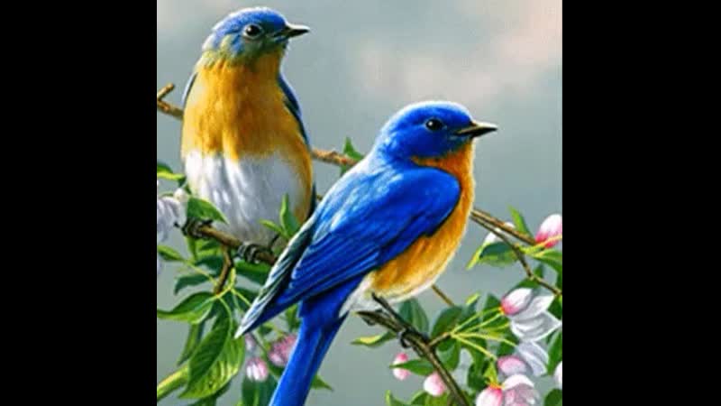 Весна пришла запели птицы и побежали ручейки слушать пение птиц