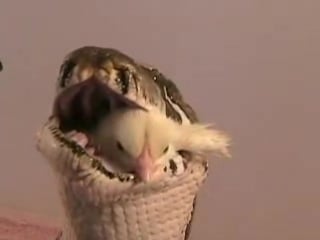 Om nom nom webm
