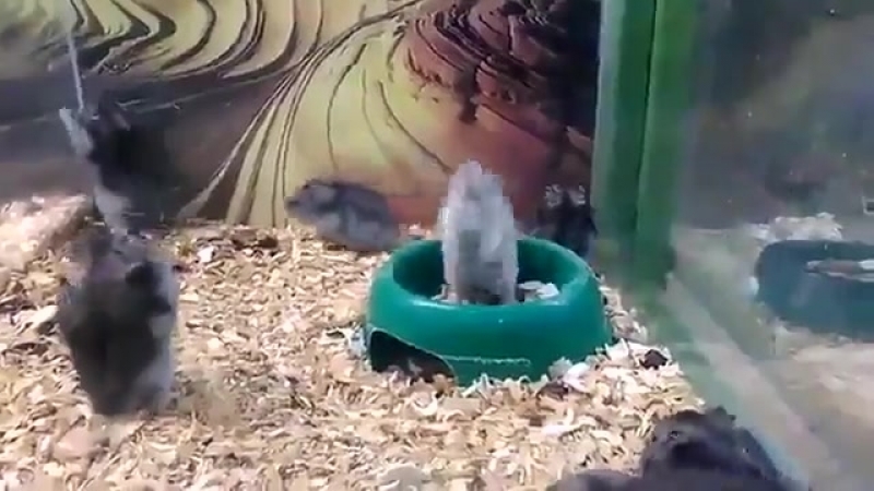 Светленький не продается