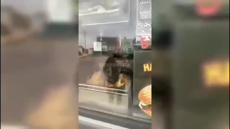В воронежской области кот пробрался в местный ларек с фастфудом и полакомился курочкой