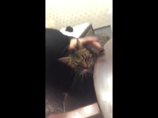 Likes To Sit On Laps