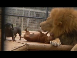 Happy dachshunds and lion