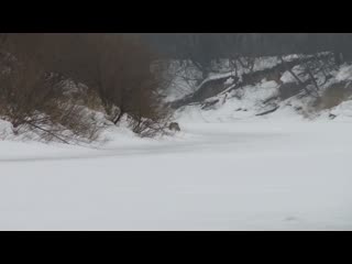 Встреча с волком