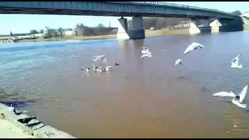 Новгородские чайки