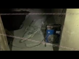 Зашел в питерский подвал понюхать клей и встретил друга