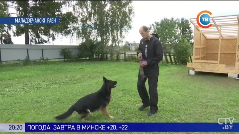 Кинолог из молодечно дрессировал молодые, которую снимали в фильме «мухтар»