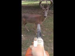 Omg a deer just begging to get blower away