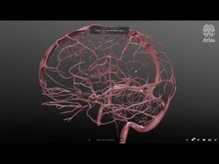 3d education in neuroscience (gadol)