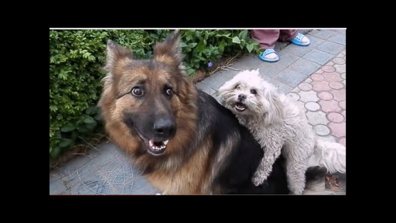 Необычная вязка молодые funny mating dogs कुत्ता संभोग। الكلاب التزاوج