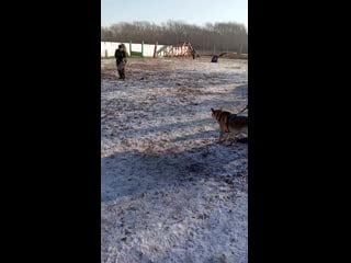 Vid 20201115 113825 mp4