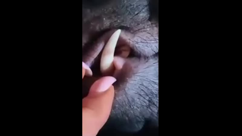 Оцениваем домашнего кабана