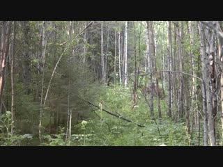 Лоси отдыхают kjcb jnls[f n