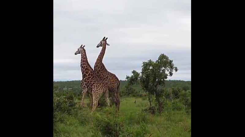 Для тех кто не видел как дерутся жирафы