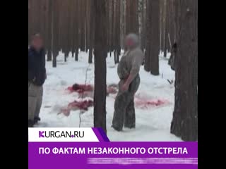 Браконьеры застрелили десяток косуль