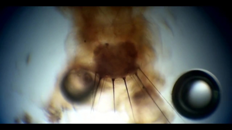 Взрослая личинка ручейника mystacides azureus larvae