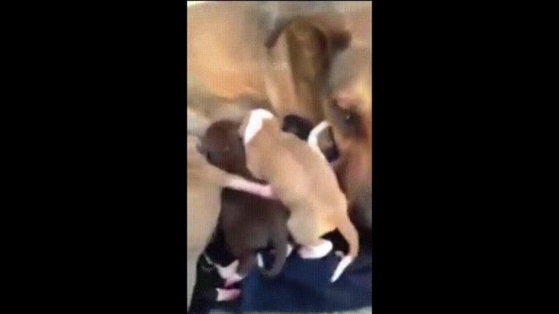 Девушка забрала с улицы эту молодые со щенками, дала ей одеяло и корм, на что секс начала плакать для тех, кто говорит, что жи