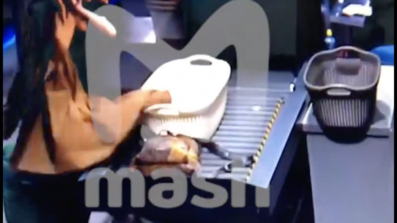 Сотрудница фбк мария певчих рассказала, что вывезла бутылки, на одной из которых якобы обнаружили следы "новичка"