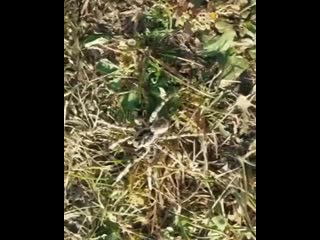 Д приболовичи огромные пауки