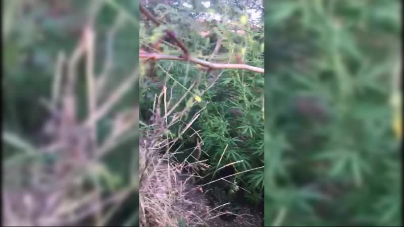 Крымчанин выращивал коноплю в приграничной зоне