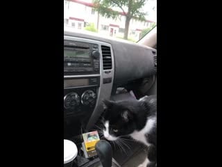 Heard a thump and looked up to this cats are fearless