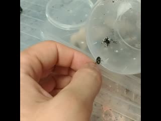 Phidippus regius hunting