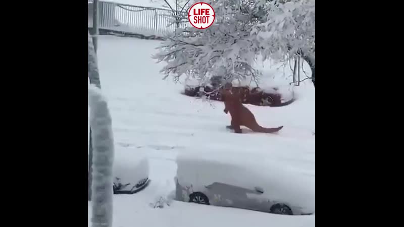 Радоваться снегопаду как испанцы