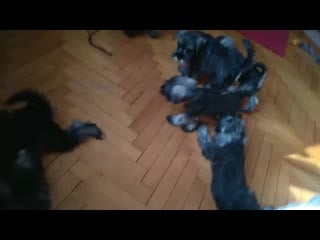 Vid 20190314 101828 mp4