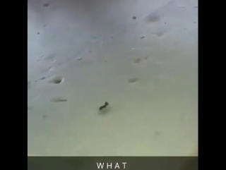 Ты уволен (vhs video)