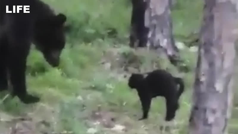 Кот вася прогнал медведя и спас хозяев