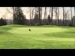 Eagle helps golfer with hole in one