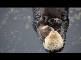 1 day old sea otter trying to sleep on mom